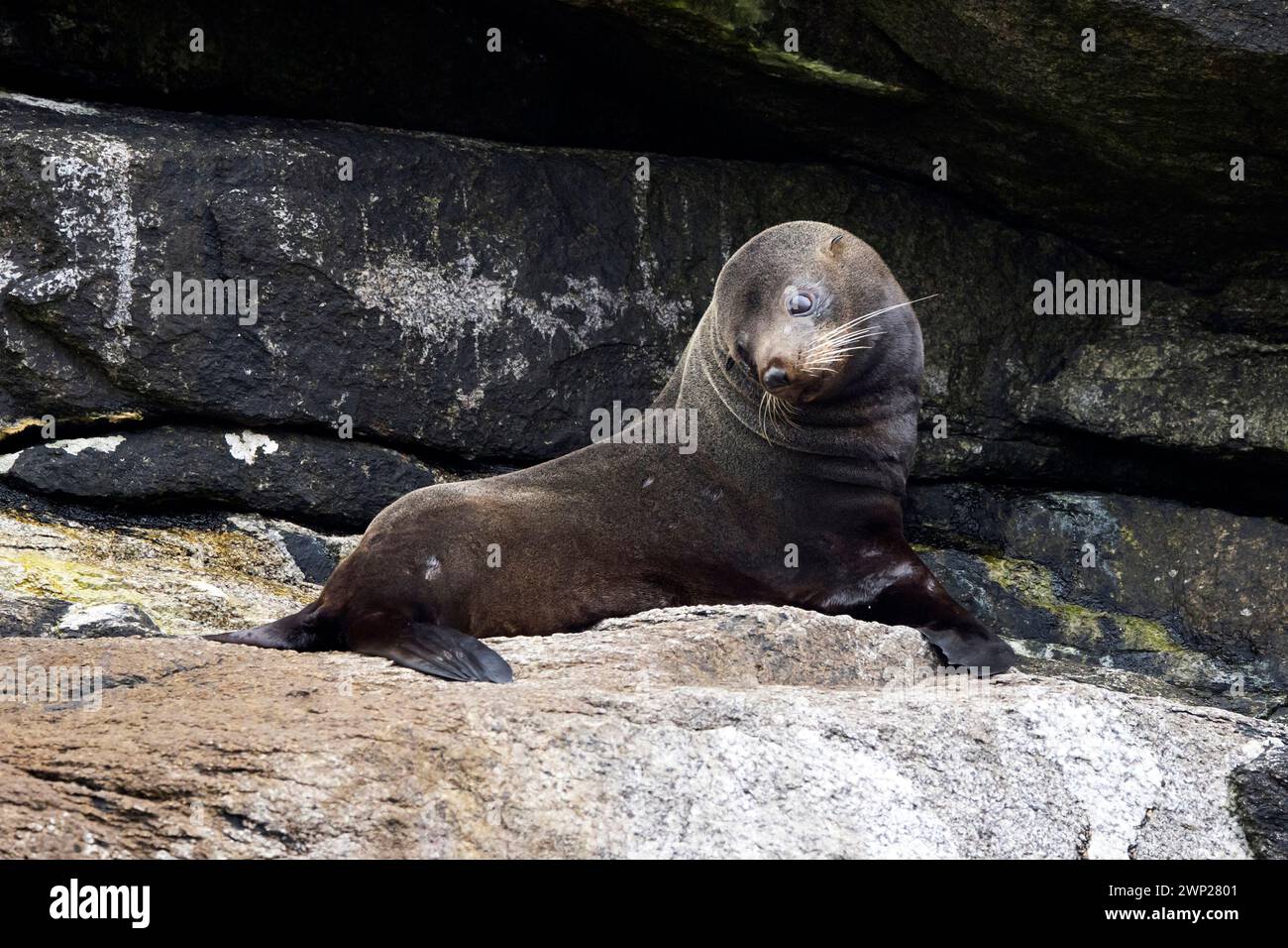 New Zealand Fur Seal (Arctocephalus forsteri or kekeno) found on the New Zealand subantarctic Snares Island Stock Photo