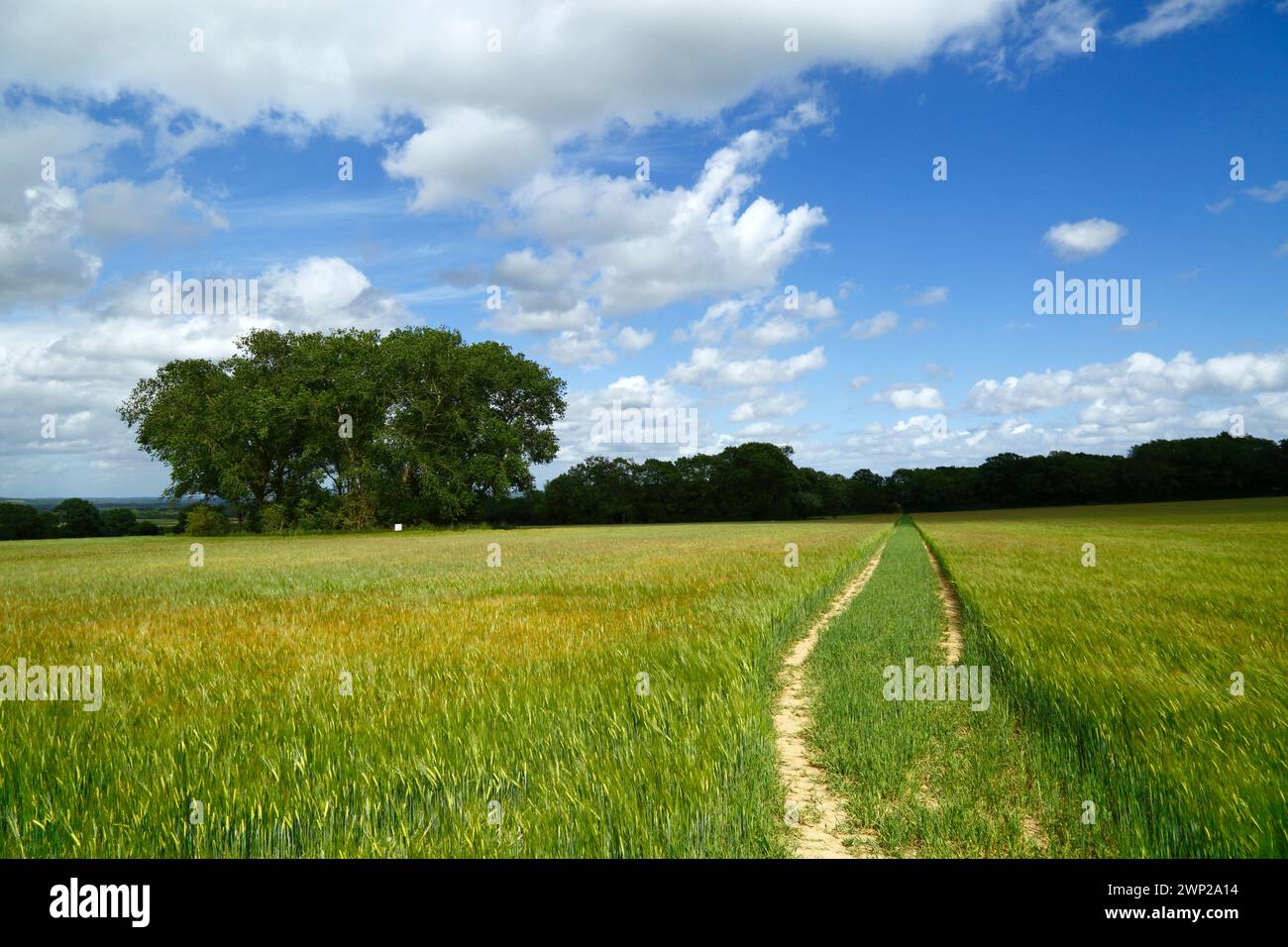 Footpath through a green field of young barley in early summer near ...