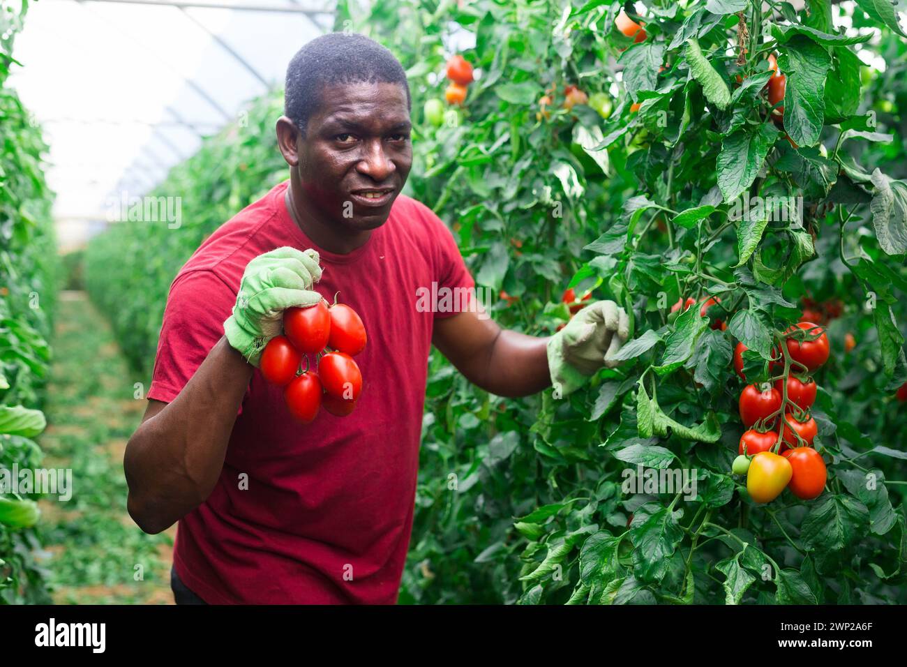 African male farmer harvesting hi-res stock photography and images - Alamy