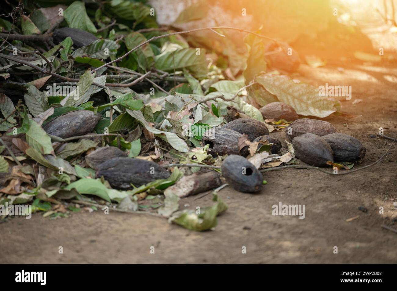 Bad plants from cacao tree in farm plantation close up view Stock Photo ...