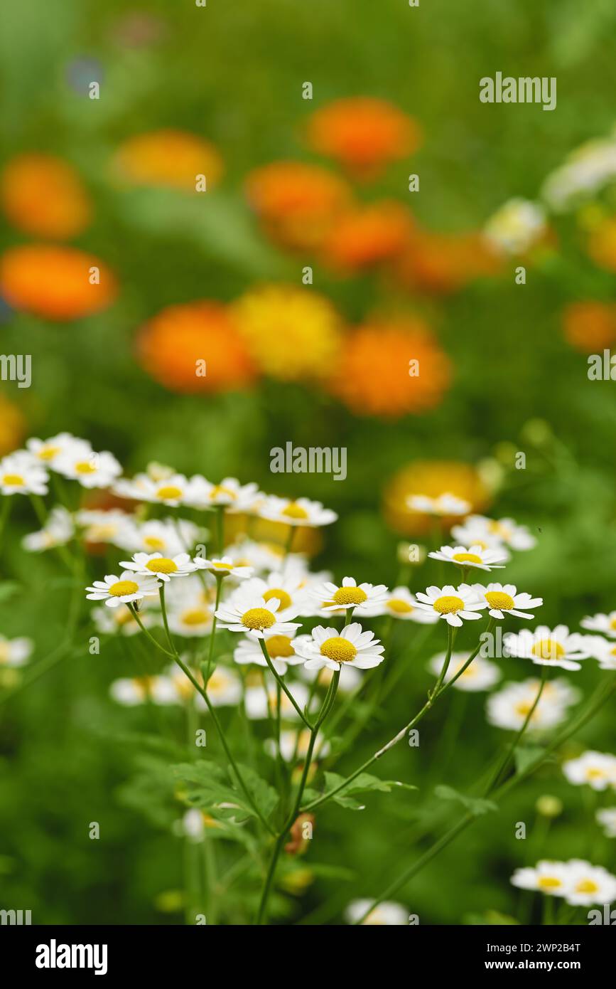 Medicinal plant ecology hi-res stock photography and images - Alamy
