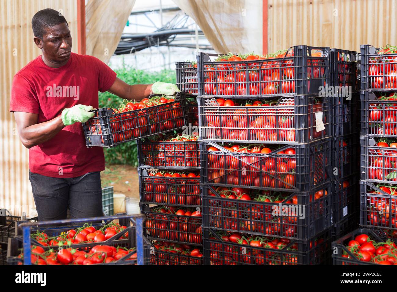 Hired worker carries boxes of tomatoes in the backyard Stock Photo - Alamy