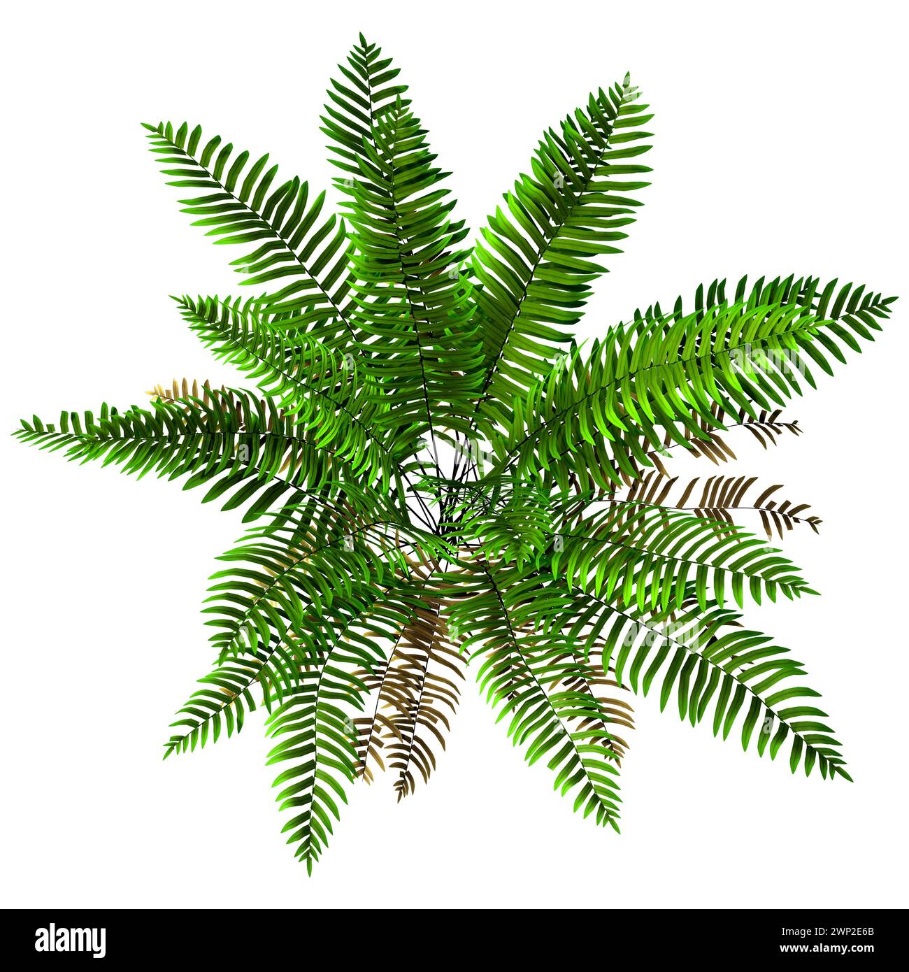 3D rendering of a green sword or Boston fern plant or Nephrolepis exaltata isolated on white background Stock Photo