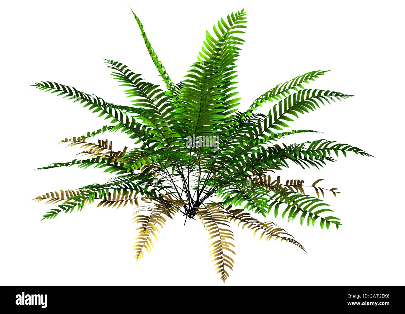 3D rendering of a green sword or Boston fern plant or Nephrolepis exaltata isolated on white background Stock Photo