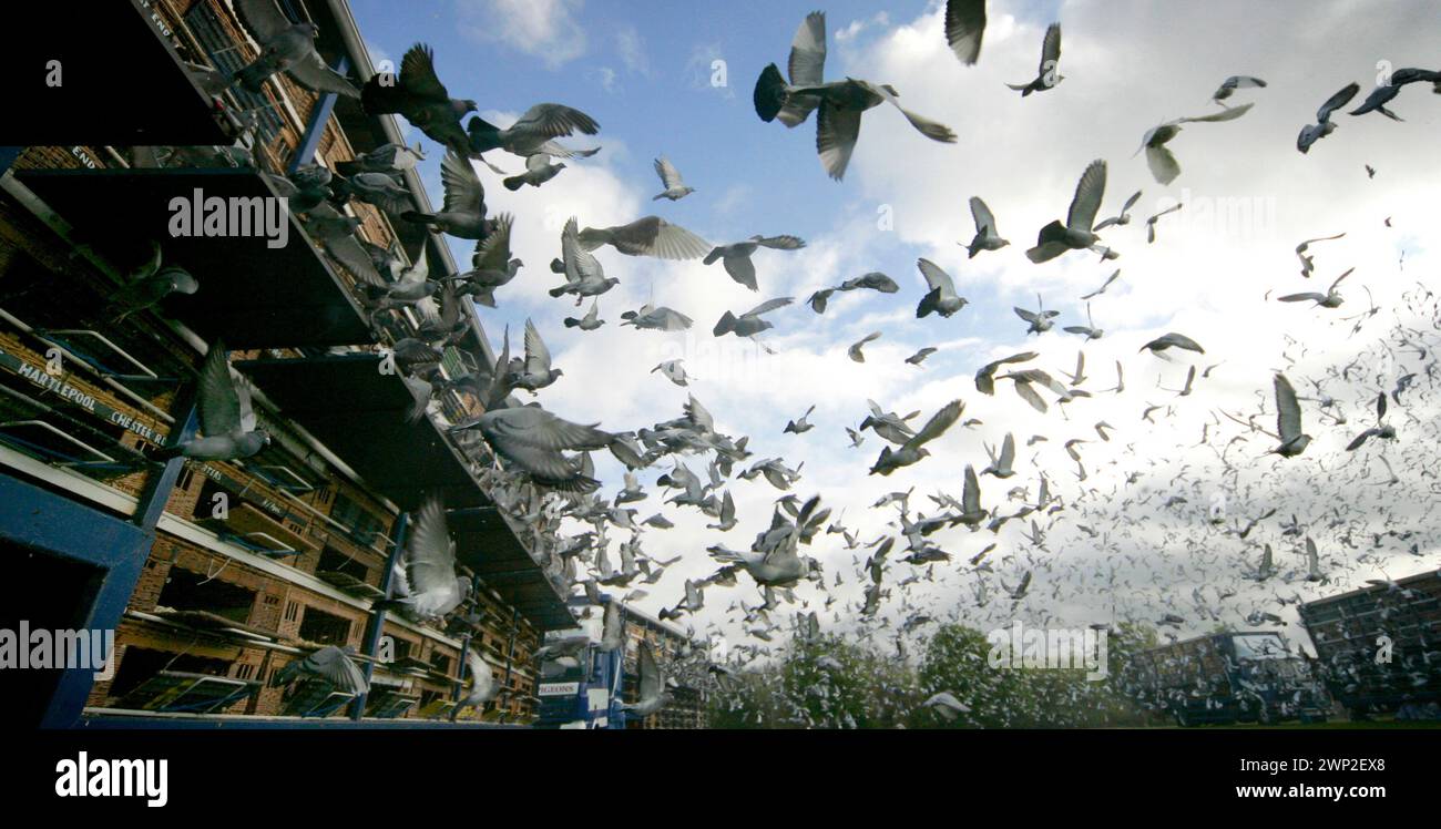 Racing pigeons in loft hi-res stock photography and images - Alamy
