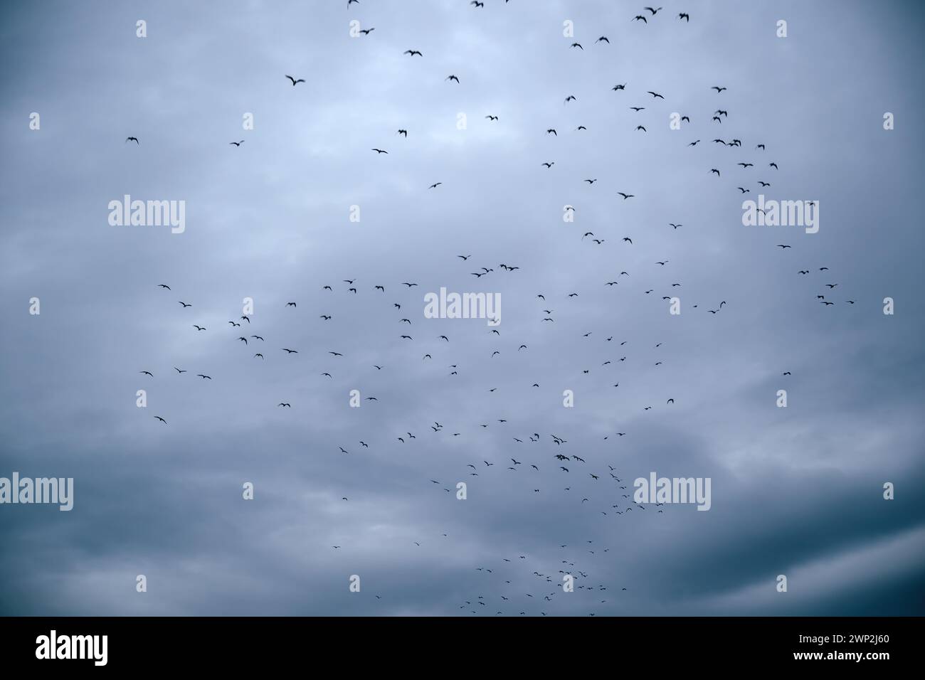 Sunset sky with flying bird hi-res stock photography and images - Alamy