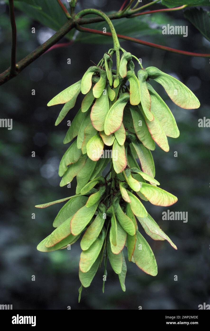 Sycamore (Acer pseudoplatanus) keys / seeds hanging from tree, Berwickshire, Scottish Borders, Scotland, July 1983 Stock Photo