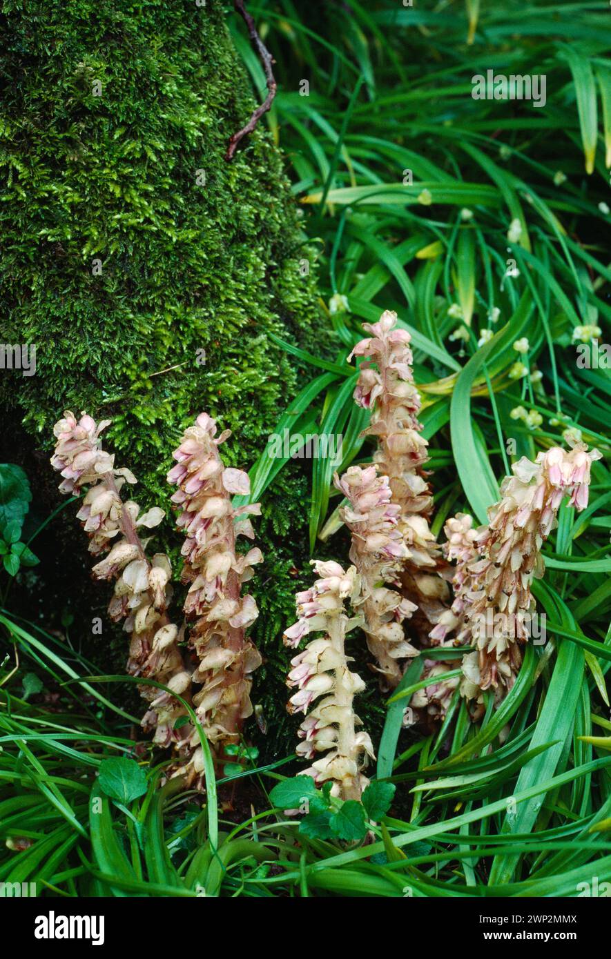 Toothwort (Lathraea squamaria) in flower and growing at the base of an wych elm (Ulmus glabra) tree in deciduous woodland, Berwickshire, Scotland. Stock Photo