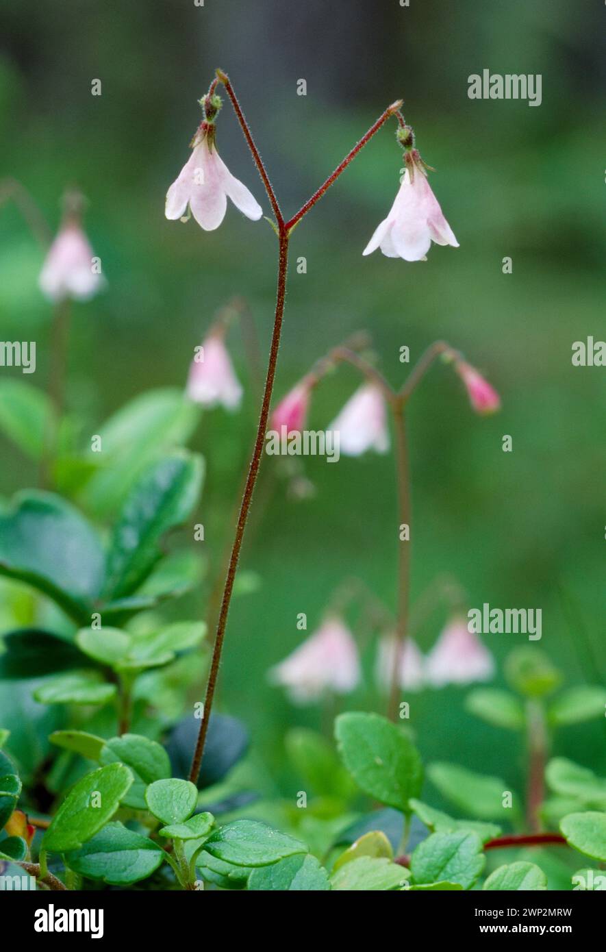 Twinflower (Linnaea borealis) growing in native pinewood, Abernethy Forest RSPB Reserve, Cairngorms National Park, Speyside, Scotland, June 1997 Stock Photo