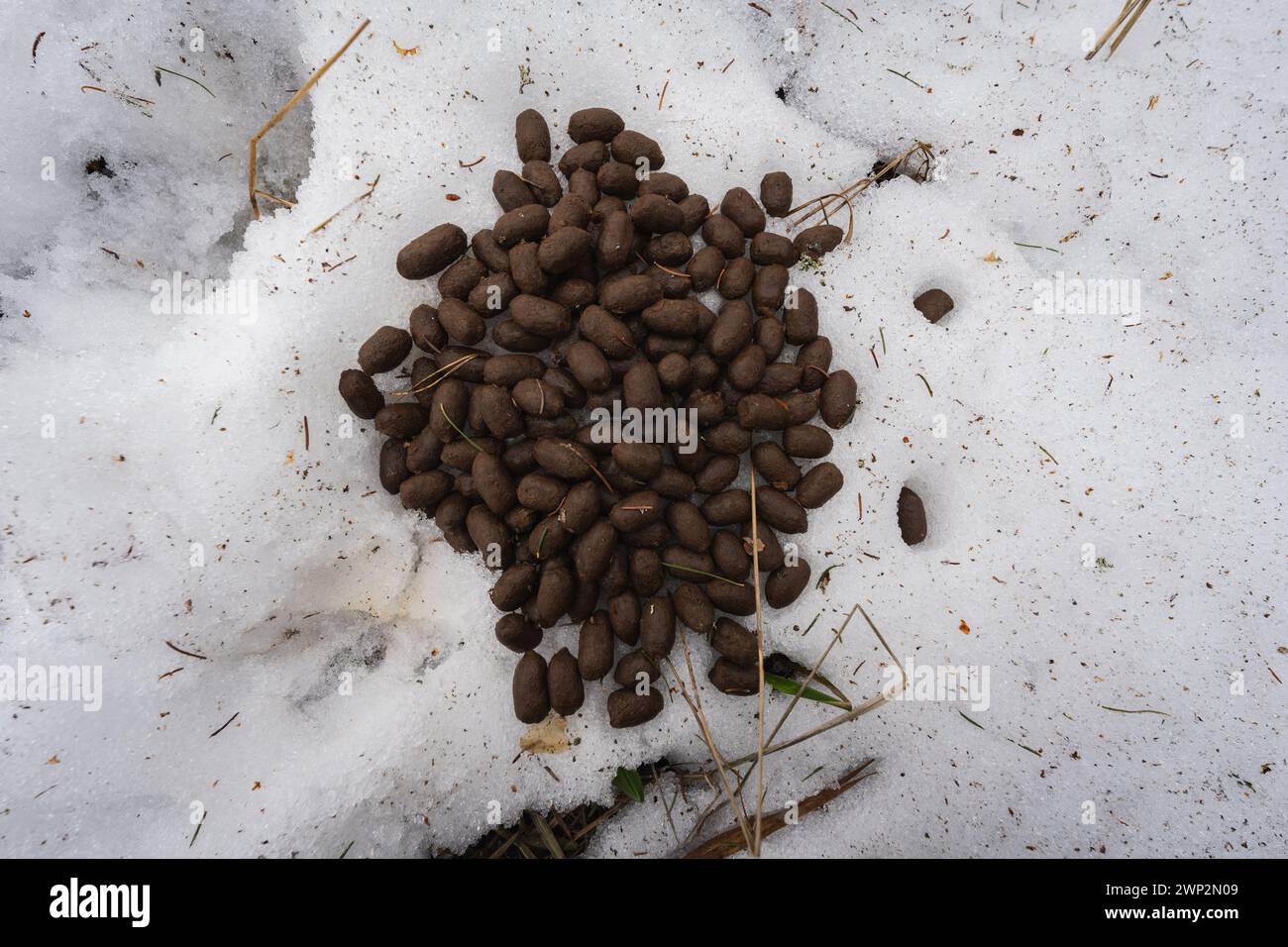 Roe deer droppings in the forest in winter, Estonia. High quality photo Stock Photo