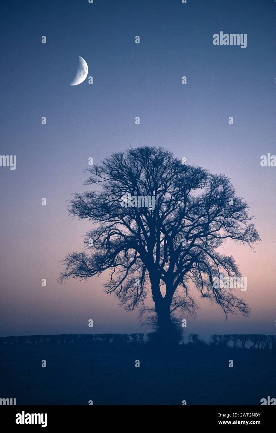 Wych Elm (Ulmus glabra) silhouette of mature tree in winter with moon in background, Berwickshire, Scotland. Stock Photo