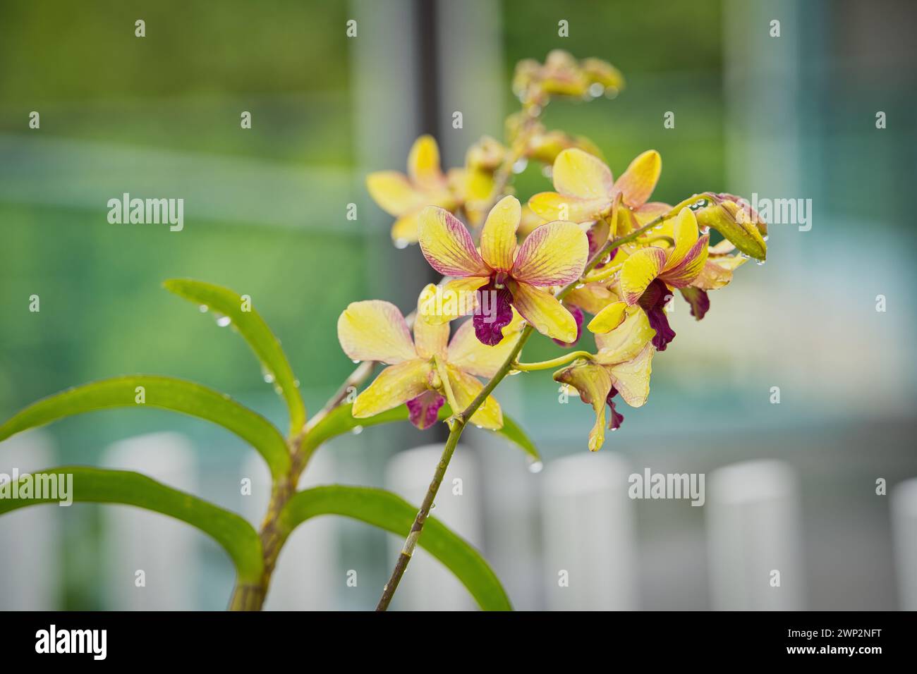 Closeup of Dendrobium Thongchai Gold in garden with rain water drops on the flowers, Mahe, Seychelles Stock Photo