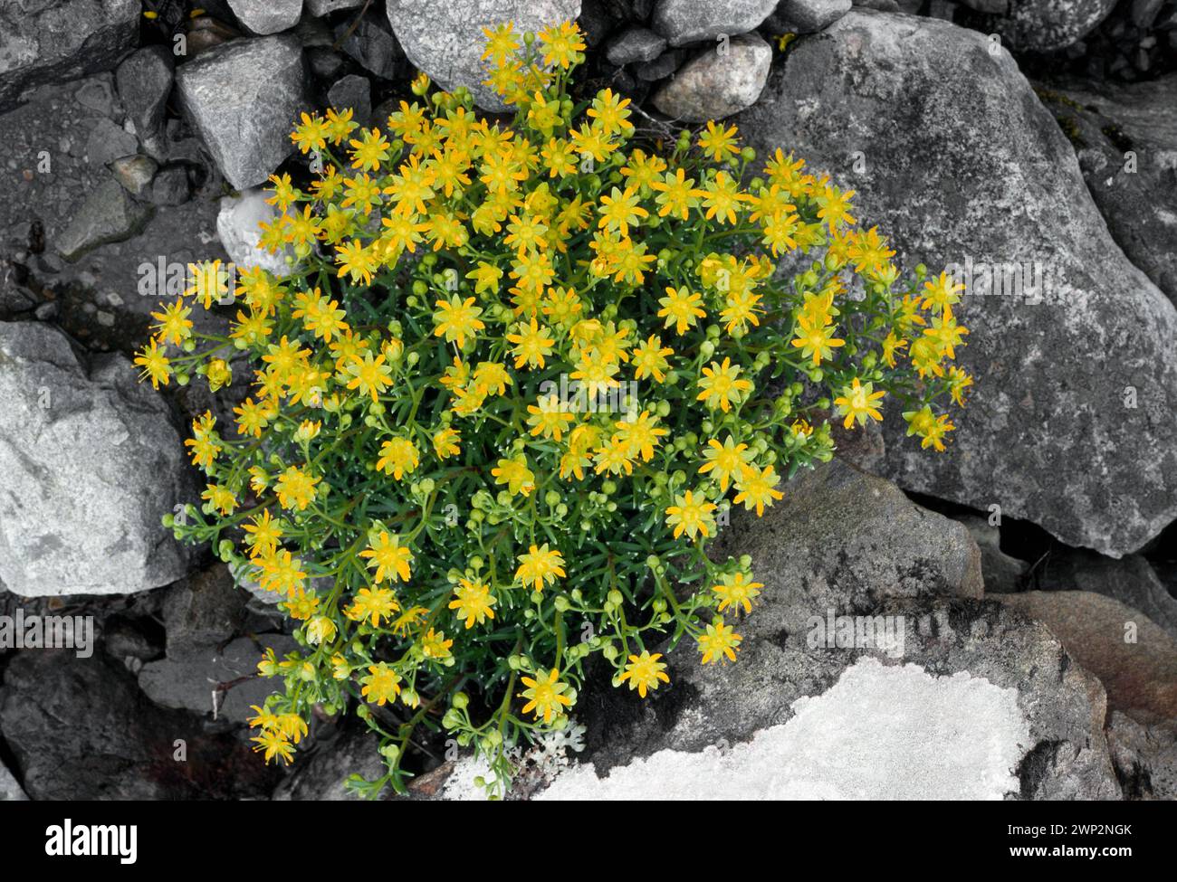 Yellow Saxifrage (Saxifraga aizoides) clump growing on damp, peaty, rocky ground at base of roadside rock-cutting, Inverness-shire, Scotland, June Stock Photo