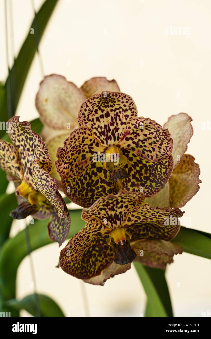 Closeup of Vanda Varut Leopard is an orchid hybrid, Mahe, Seychelles Stock Photo