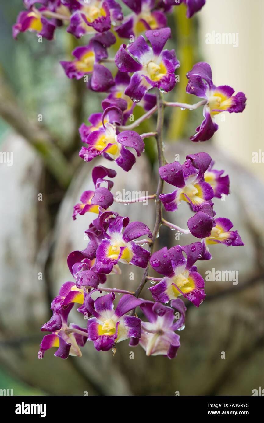 closeup of Dendrobium  Burana, Purple and yellow colour, Mahe, Seychelles Stock Photo