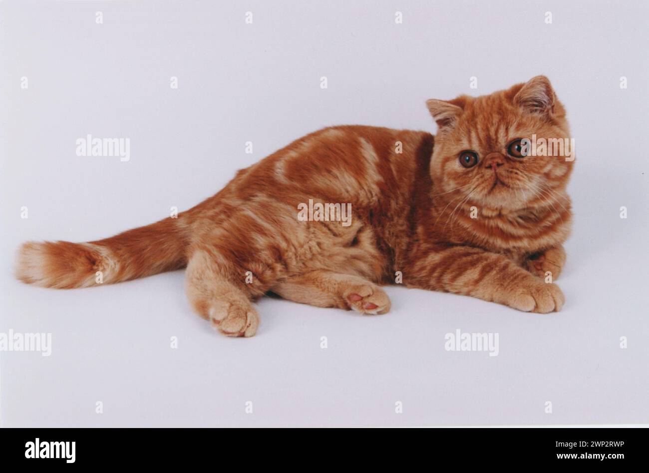 Adorable Persian Exotic Red Tabby Kitten on White Stock Photo