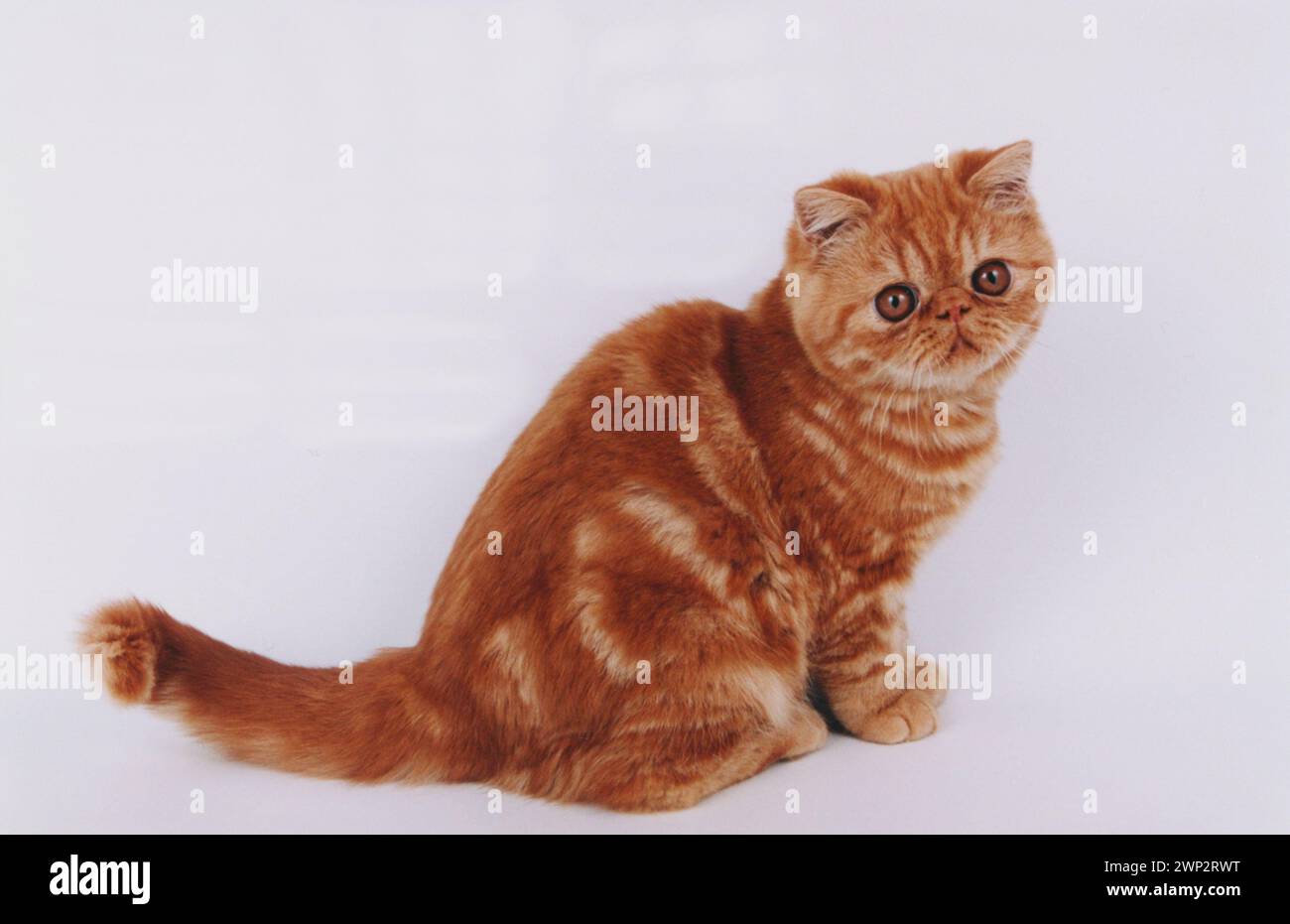 Adorable Persian Exotic Red Tabby Kitten on White Stock Photo