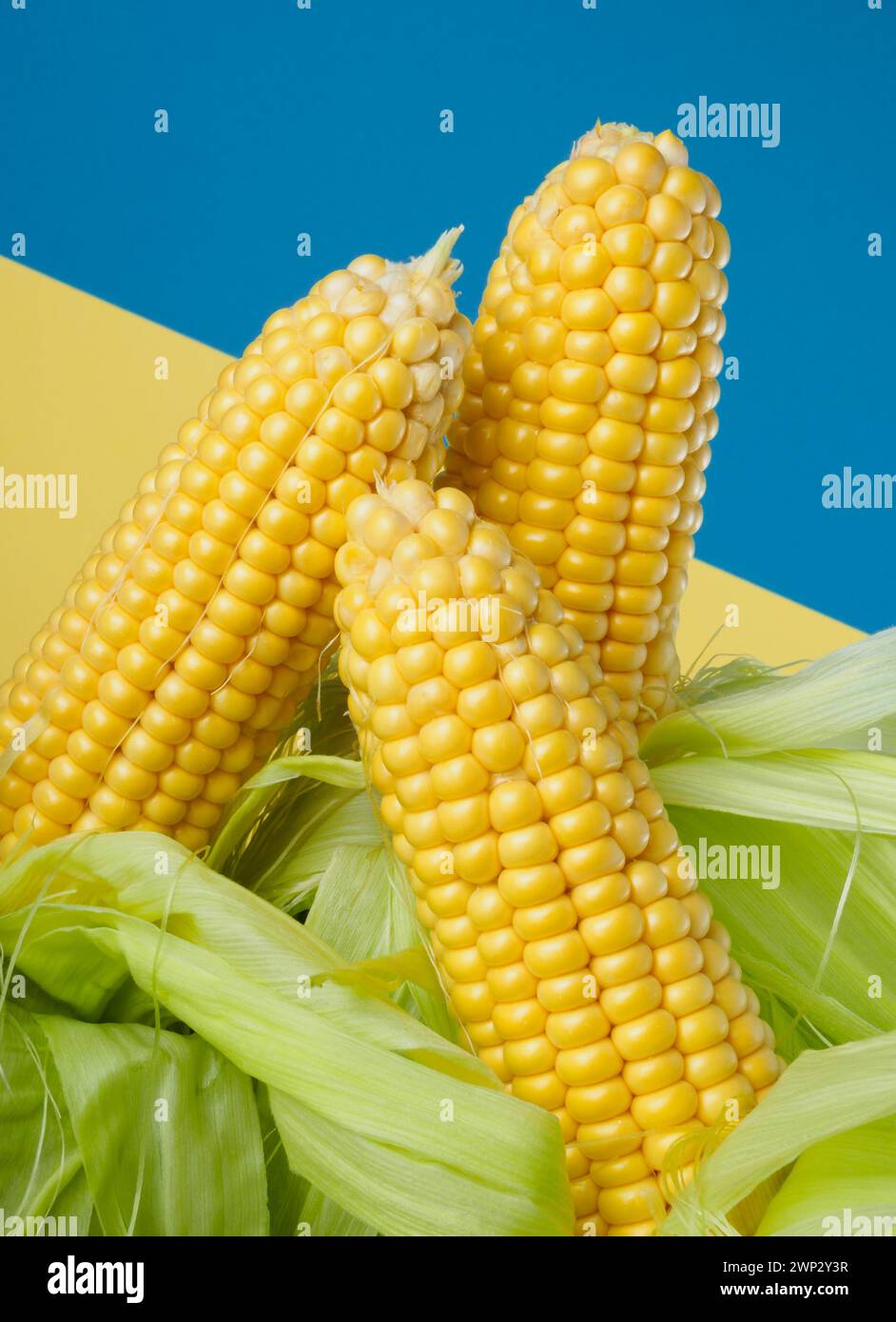 A three sweet corncobs on a two-tone background Stock Photo