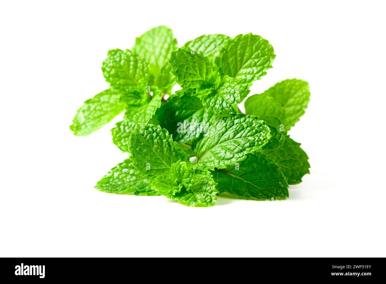 Mint leaf. Fresh mint on white background. Mint leaves isolated. herb and medicine concept Stock Photo