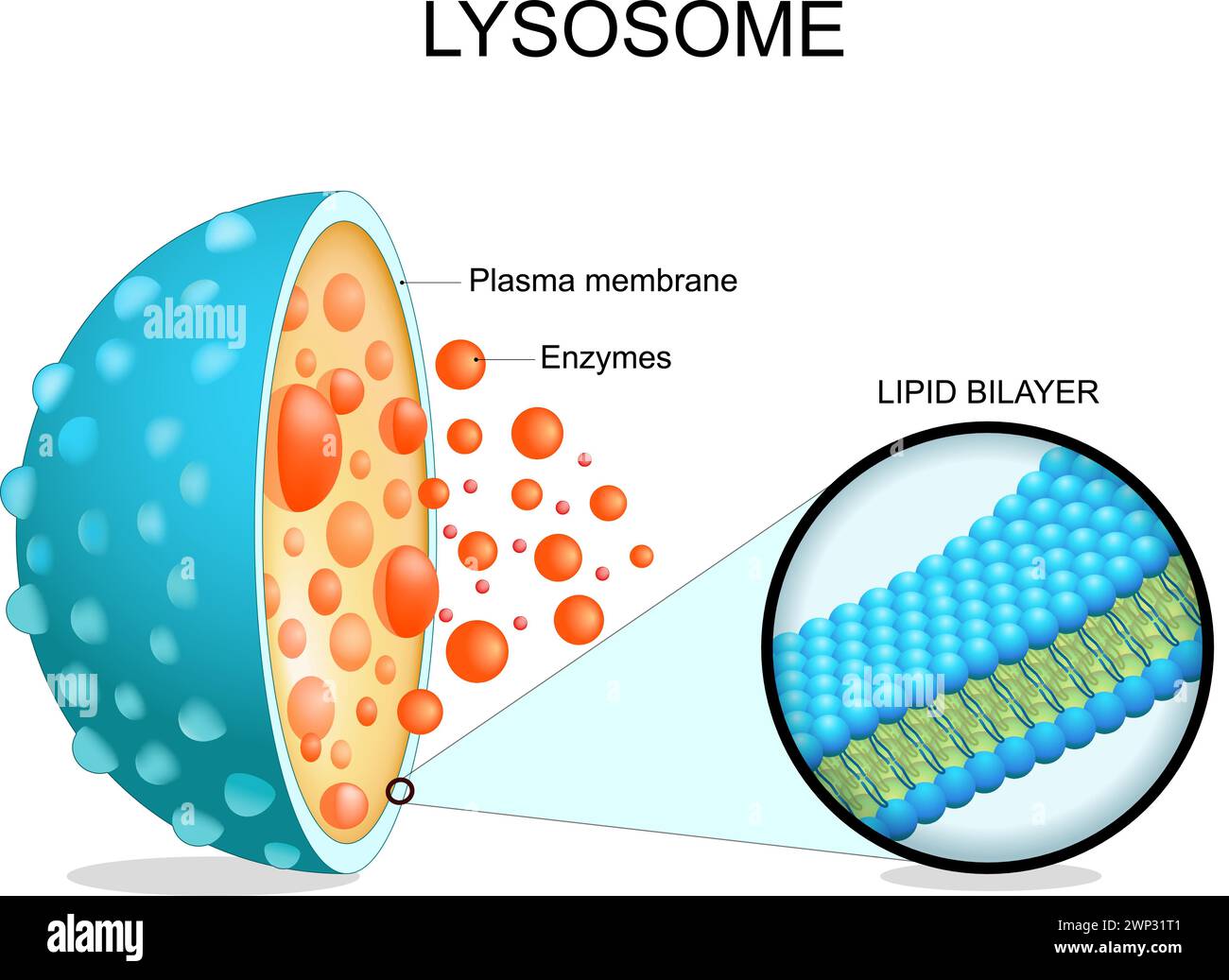 Lysosome anatomy. Cross section of a cell organelle. Close-up of a Lipid bilayer membrane, hydrolytic enzymes, transport proteins. Autophagy. Vector i Stock Vector