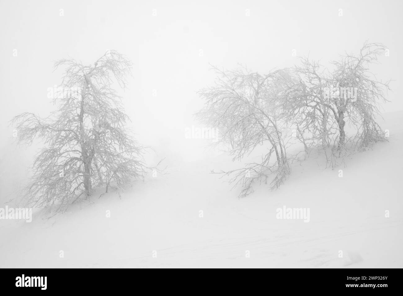 Two solitary trees, whitened by falling snow Stock Photo