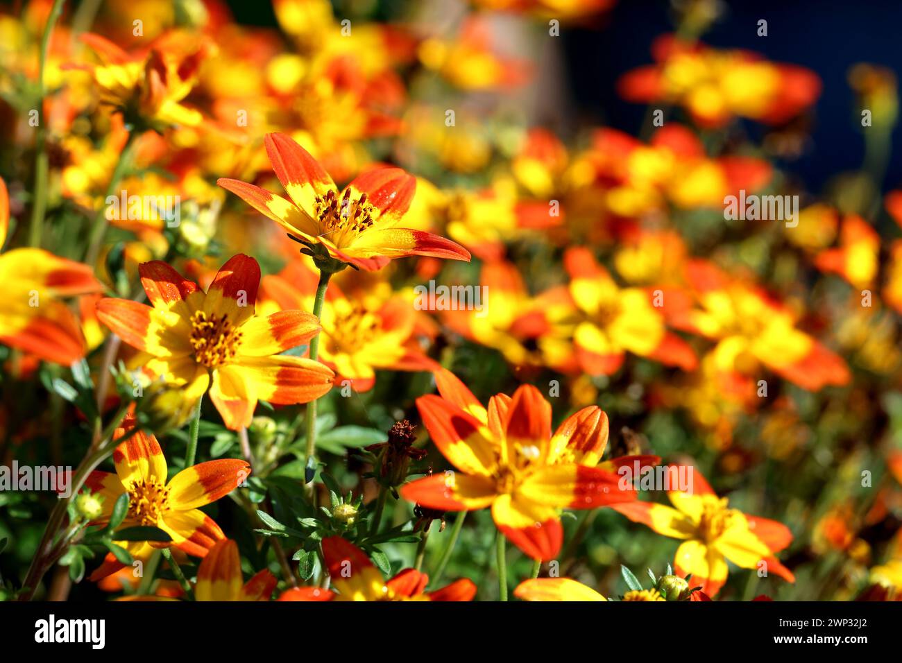 Flowering with yellow orange Bidens flowers Stock Photo