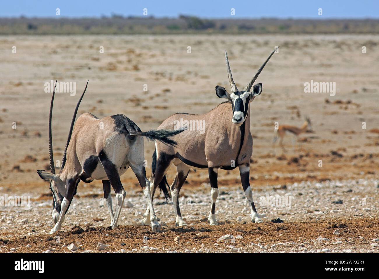 Two Oyx standing on the plains, with a natural empty plains background ...
