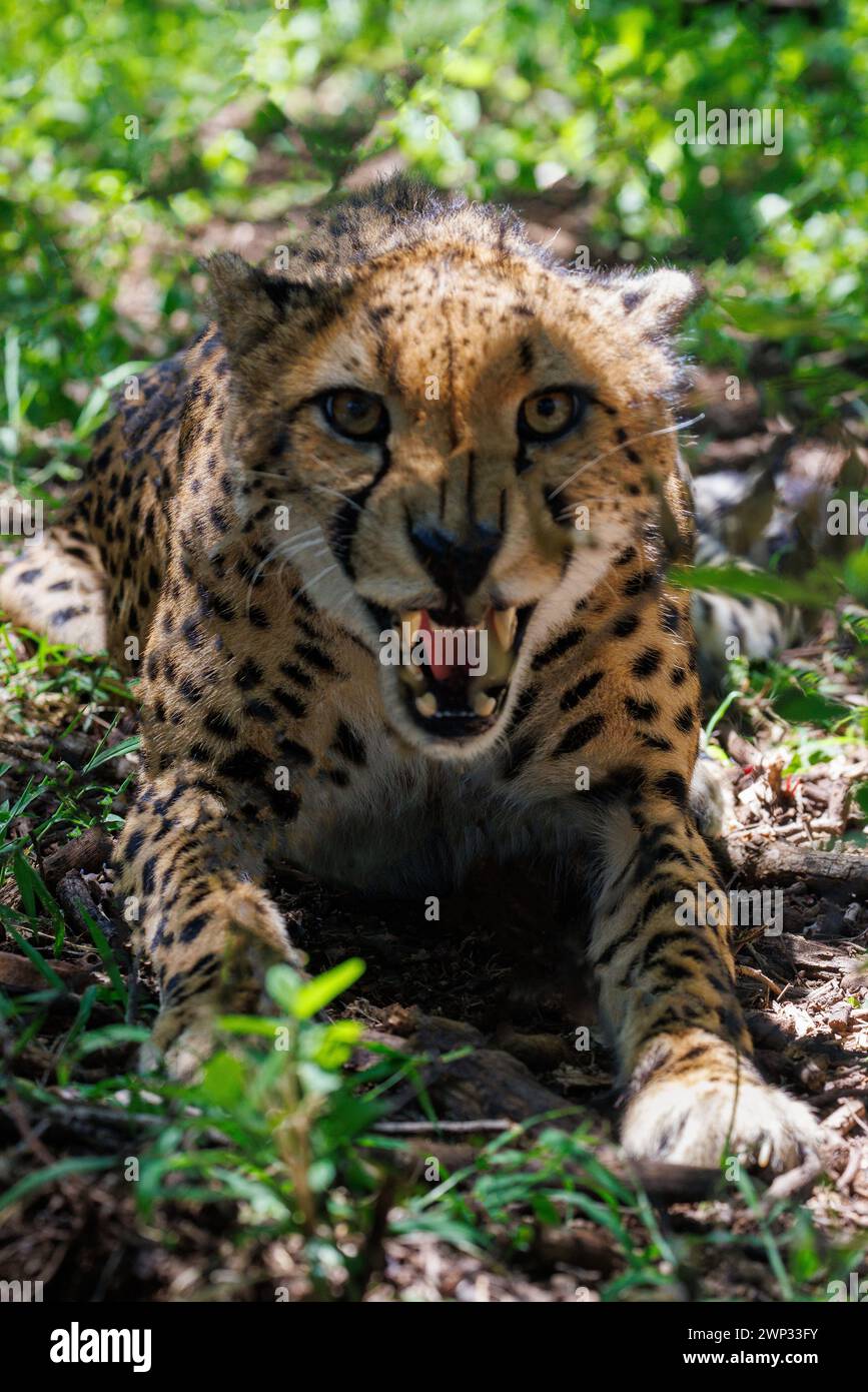 An angry cheetah (guepardo) acinonyx jubatus spotted cat showing its teeth in close up vertical photo portrait face. Stock Photo