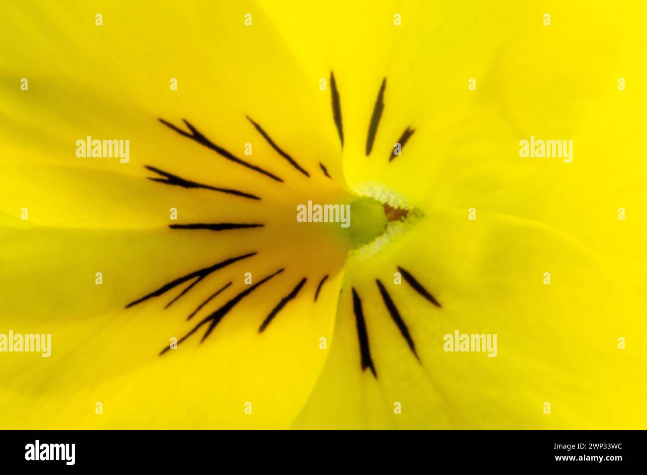 Macro photography of pansies flowers Stock Photo