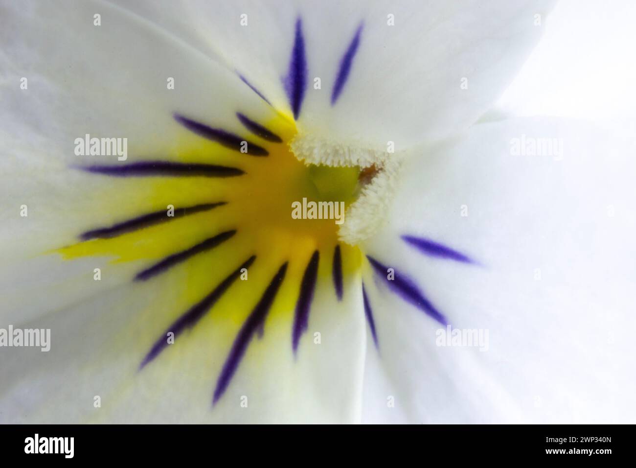 Macro photography of pansies flowers Stock Photo