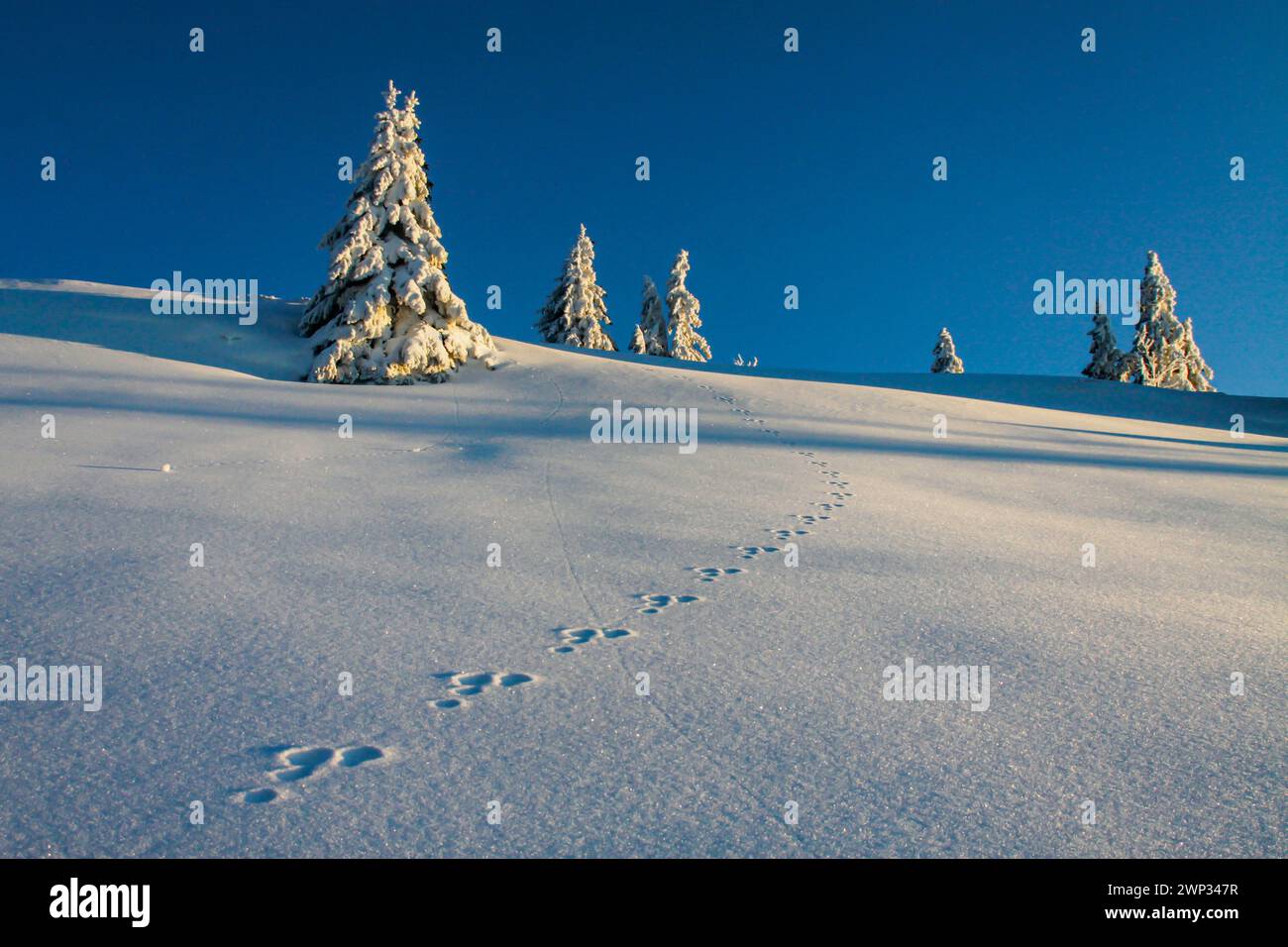 Brown hare footprints in the snow and frosted spruce trees on Jura mountain (Mont Tendre) Stock Photo