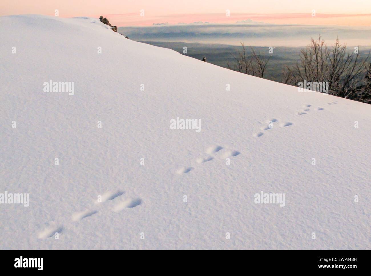 Brown hare footprints in the snow on Jura mountain and view on swiss Plateau and Dents-du-Midi and Mont-Blanc in the Alps Stock Photo