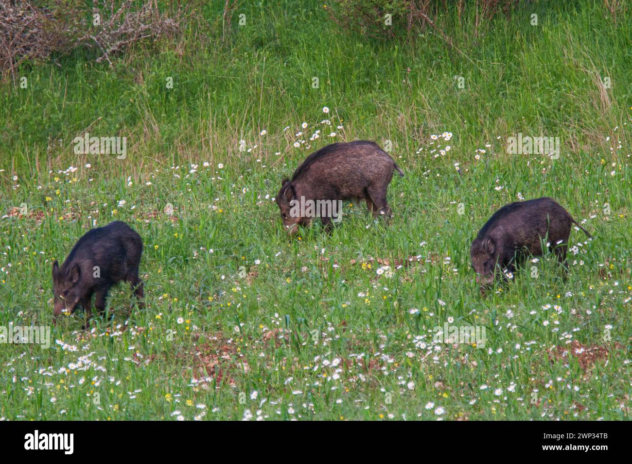 Three wild boars in a flowery meadow, Causse Méjean, Cévennes, Lozère department, southern France Stock Photo