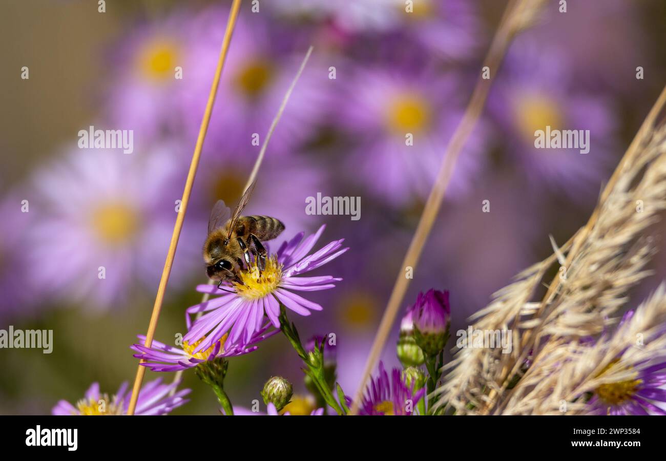 Bee on a purple flower in the meadow. Close up. Stock Photo