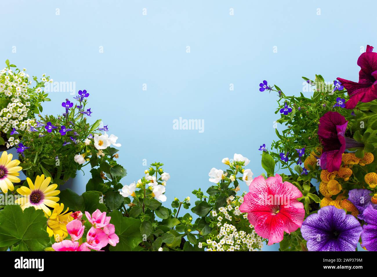 Spring decoration of a home balcony or terrace with flowers, Lobelia and Alyssum, Bacopa and Petunia, Geranium and Osteospermum on a blue background, Stock Photo