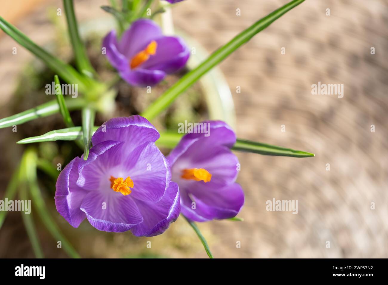 A crocus Crocus sativus a seasonal flowering plant in full bloom with an open purple flower. The bulbs have been placed in a pot and grown indoors Stock Photo