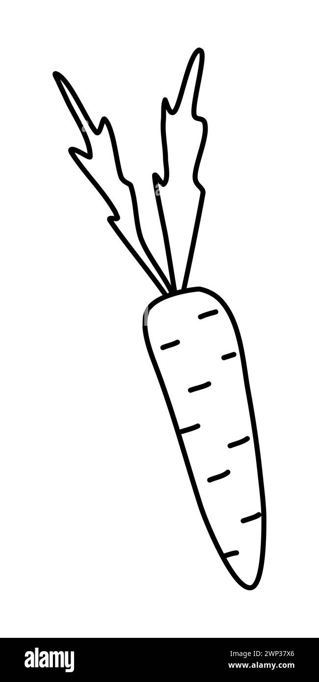 Fresh crunchy carrot with leaves, springtime doodle style flat vector