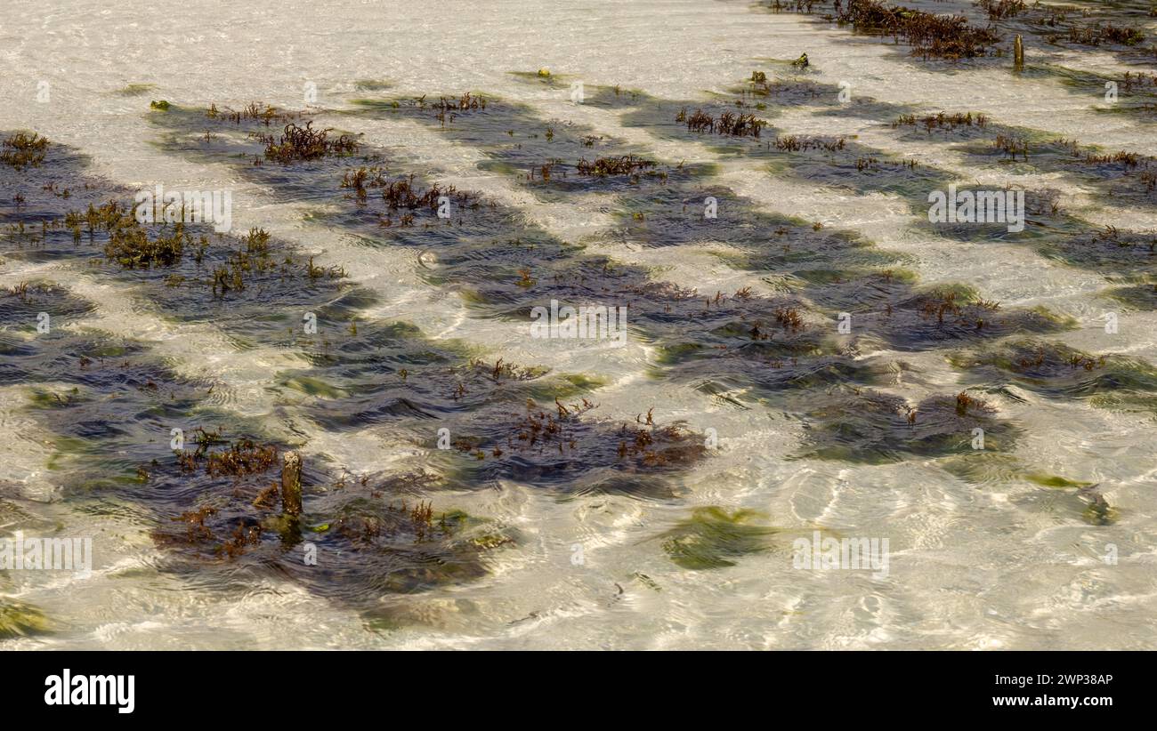 Seaweed (Eucheuma denticulatum) covered in Enteromorpha spp. growing in Jambiani, Zanzibar, Tanzania. Stock Photo