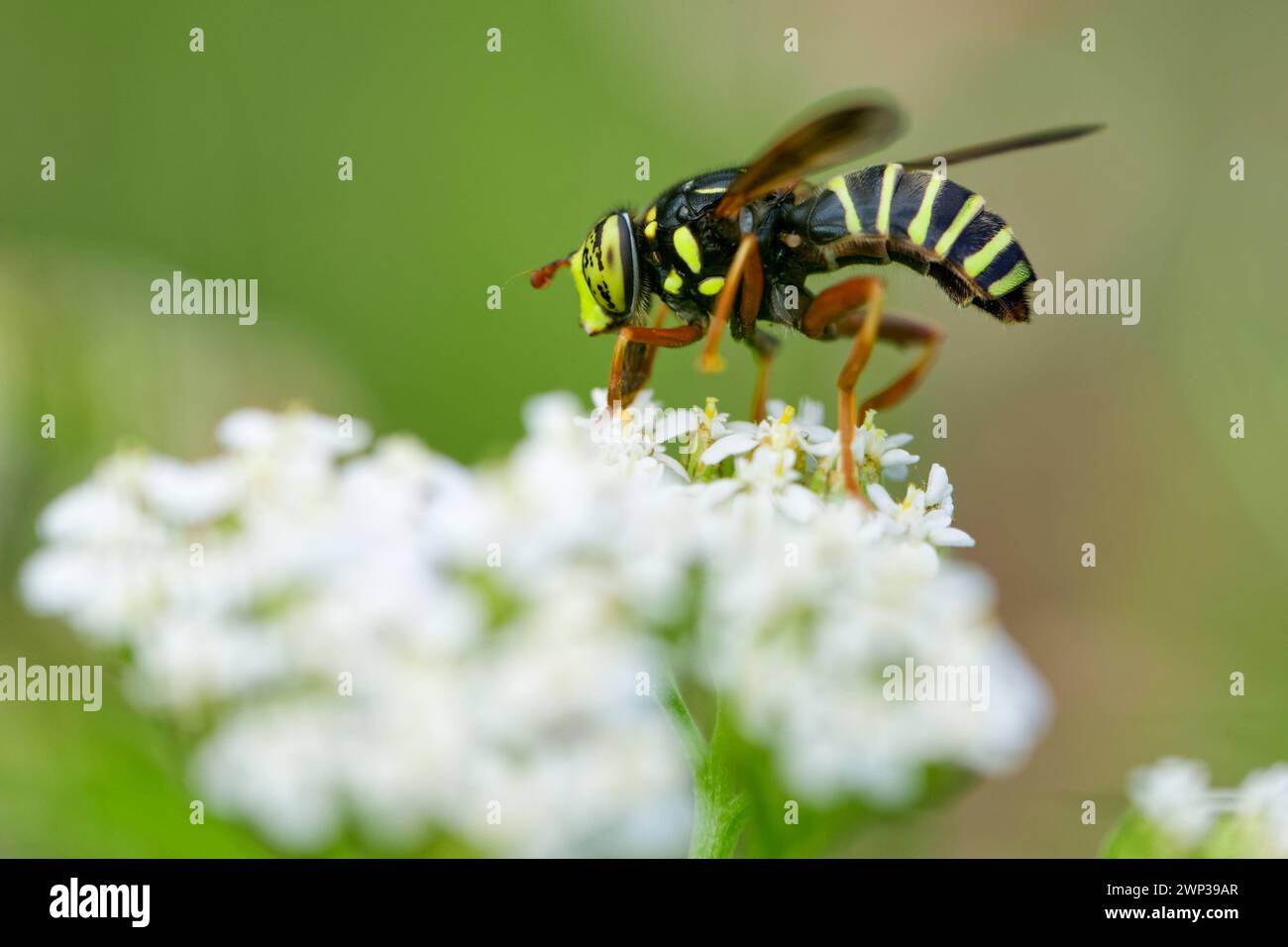 Wasp mimic hover-fly (Spilomyia diopthalma) Stock Photo