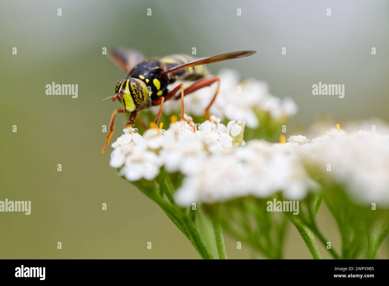 Wasp mimic hover-fly (Spilomyia diopthalma) Stock Photo