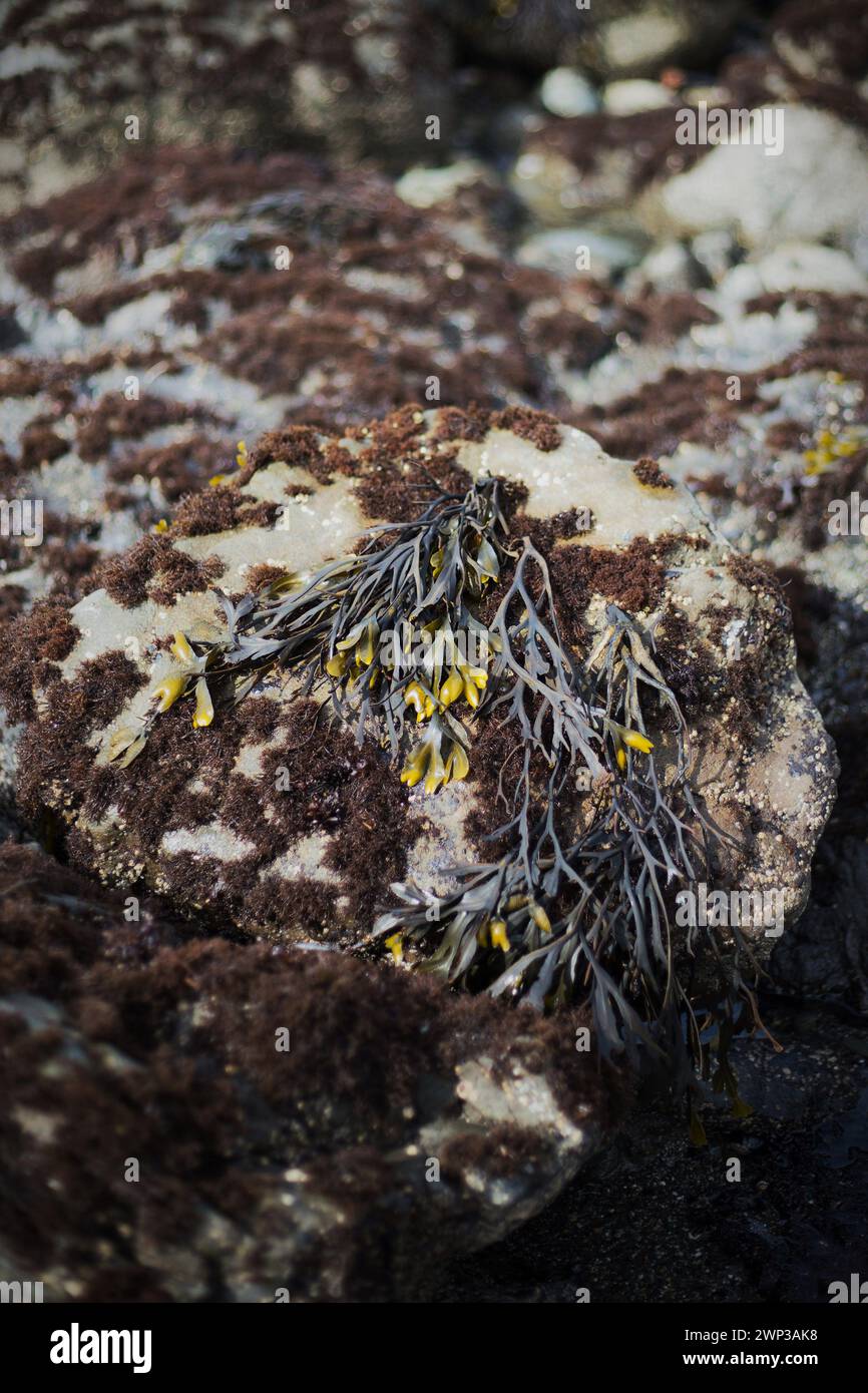 Rockweed - Fucus distichus - a brown algae on a rock at low tide on the Oregon coast. Stock Photo