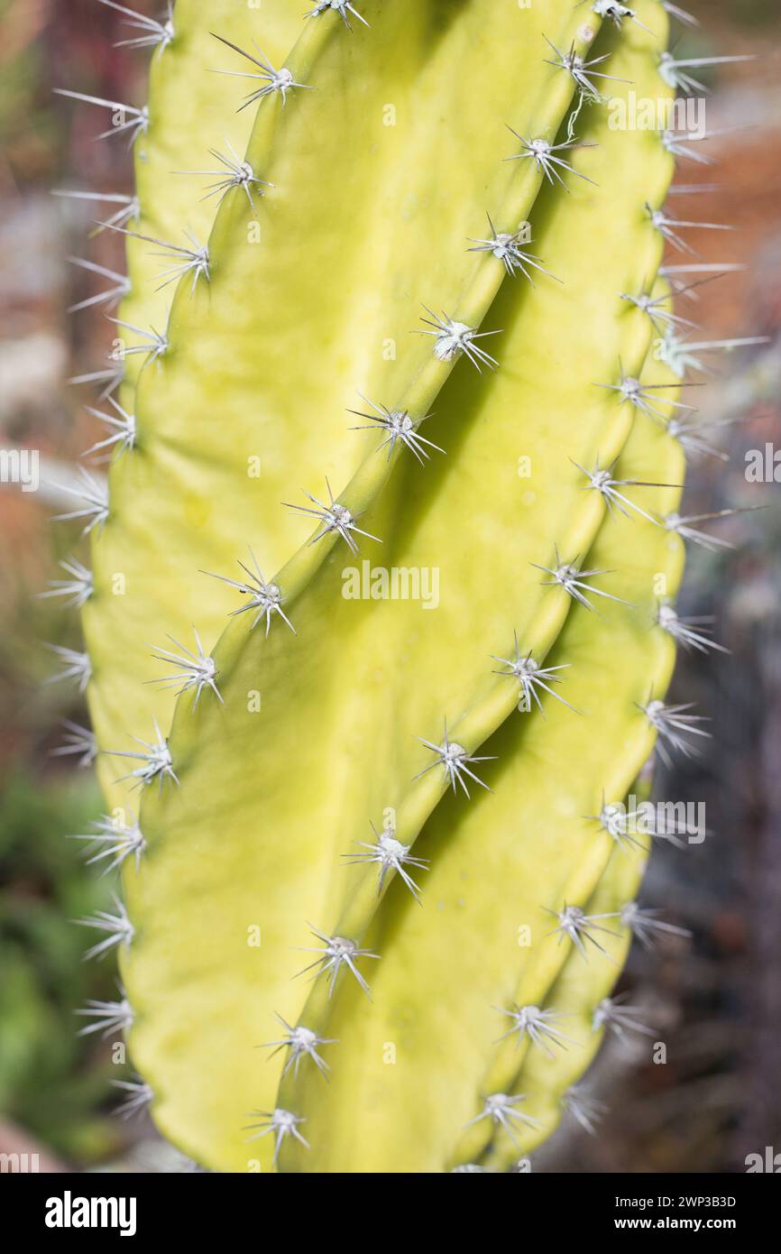 Cereus repandus - Peruvian apple cactus. Stock Photo
