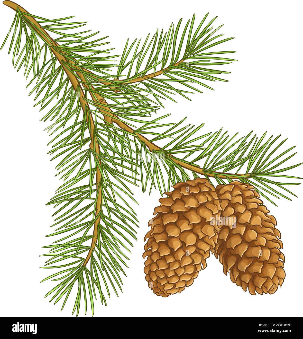 Fir tree Branch with Cones Colored Illustration Stock Vector Image ...