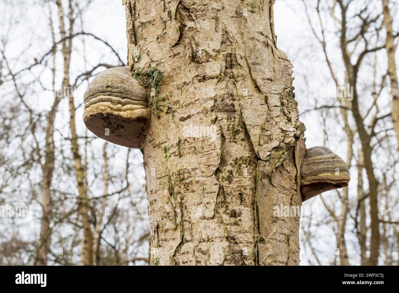 Hoof fungus, Fomes fomentarius, growing on the trunk of a silver birch, Betula pendula, at Wolferton, Norfolk. Stock Photo