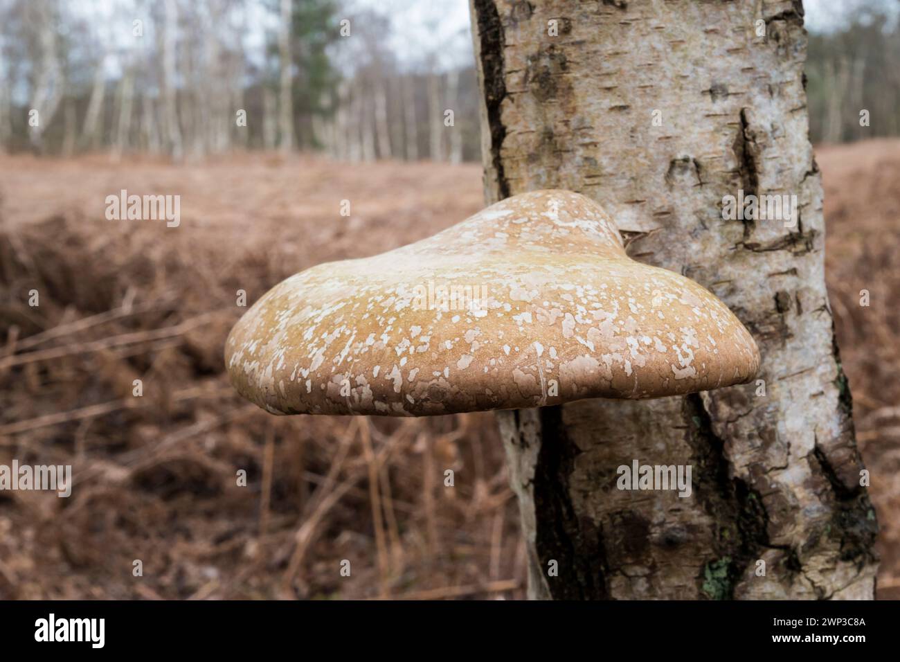 Birch polypore fungus, Fomitopsis betulina, bracket fungus growing on the trunk of a silver birch, Betula pendula, tree at Wolferton, Norfolk. Stock Photo