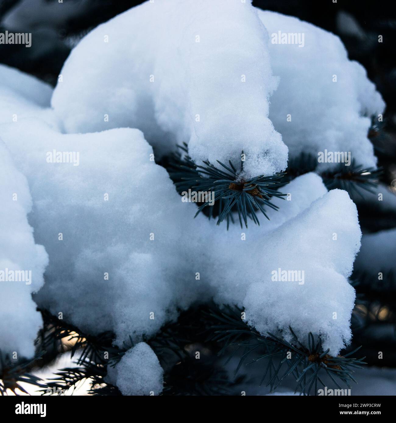 Fresh snow on the pine tree branch Stock Photo - Alamy