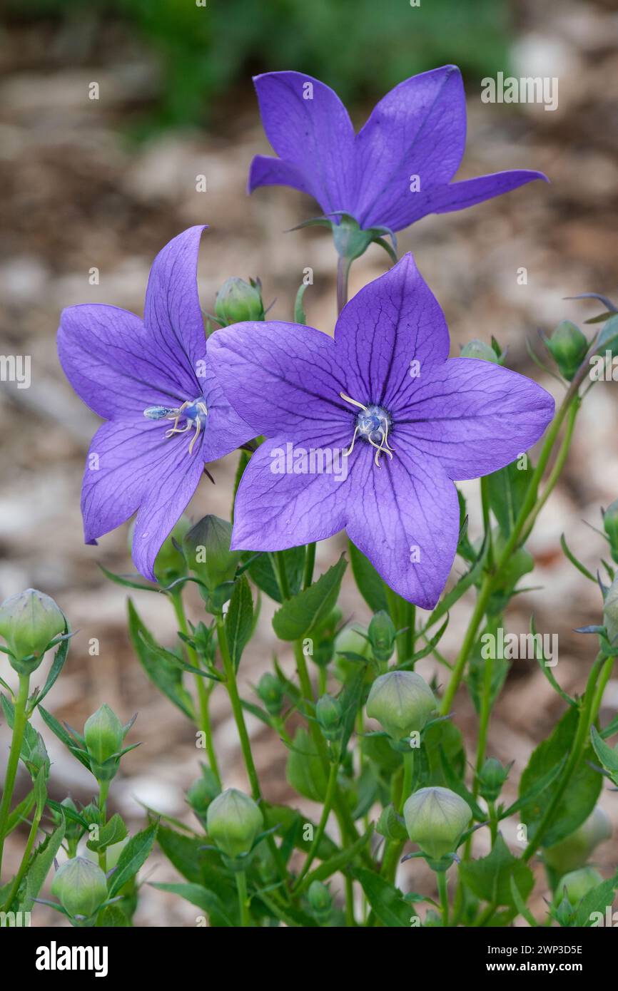 Platycodon grandiflorus Astra Blue, balloon flower Astra Blue, large, star-shaped, violet-blue flowers Stock Photo