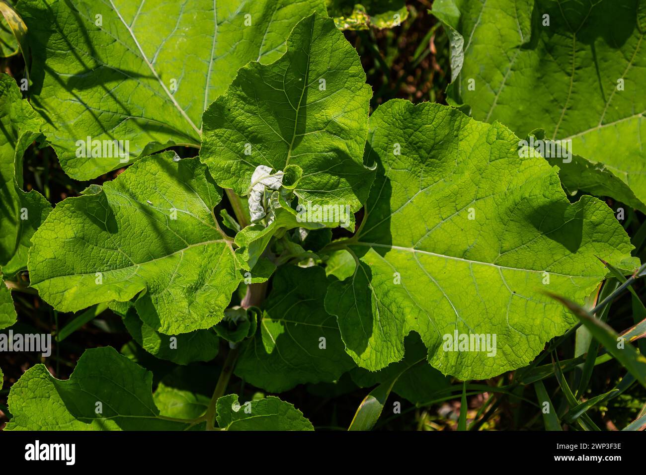 Arctium lappa - Young burdock leaves in an early summer. Stock Photo