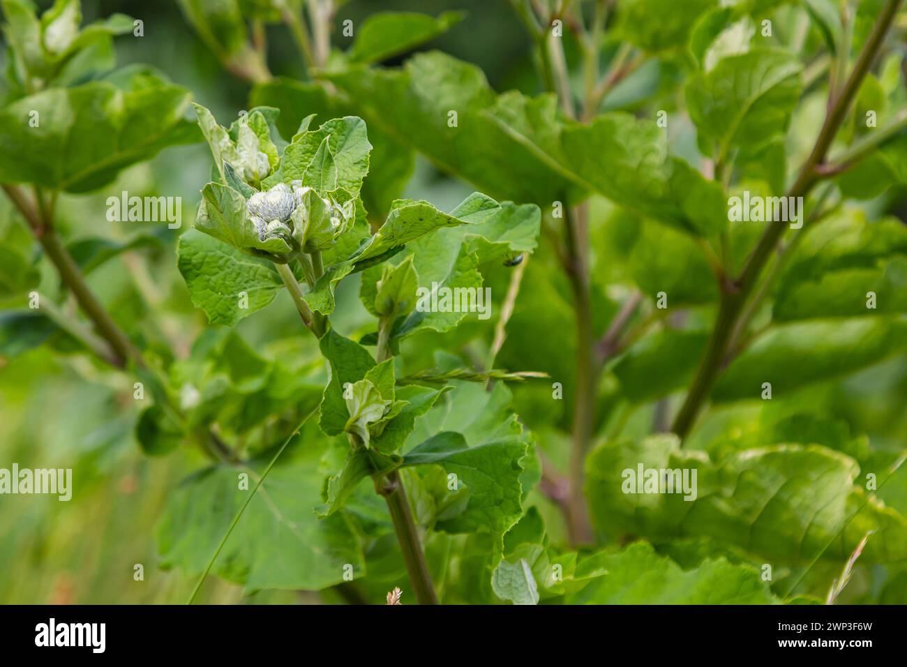 The arachnoid burdock Arctium tomentosum.Wild plants of Siberia. Stock Photo