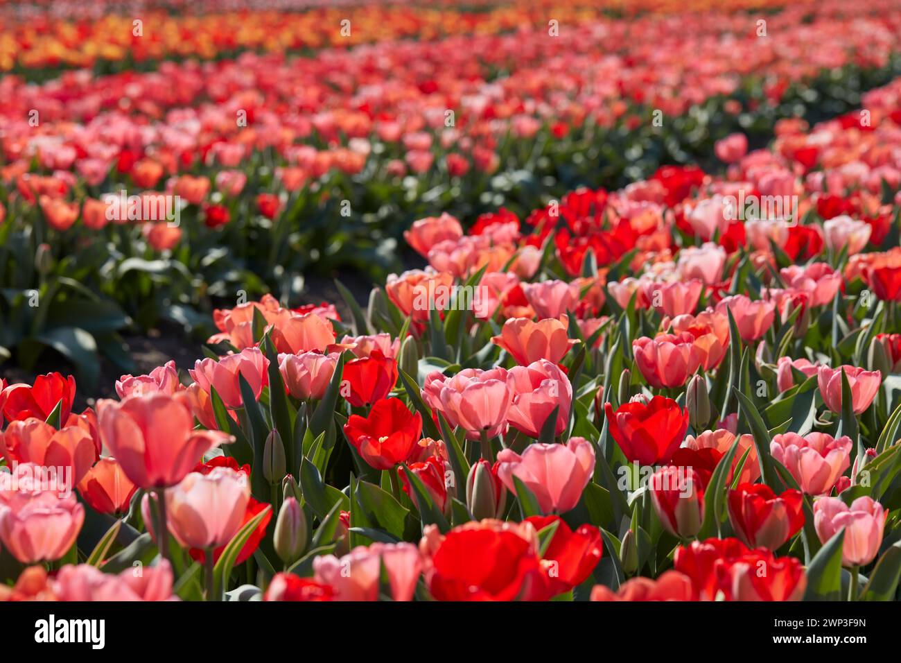 Tulip flowers in red, pink colors texture background with bokeh in ...